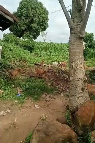 A person in a red shirt and black pants is tending to a herd of goats. The person is gathering green foliage, likely for the goats to eat. There are several goats scattered around the scene, some of which are young. The environment appears to be rural, with lush vegetation and a rudimentary mud-brick structure in the background. A large tree trunk is prominently featured in the foreground, with large rocks surrounding its base. The sky is overcast, suggesting cloudy weather.
