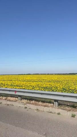 A wide shot captures a vast field of bright yellow sunflowers stretching to the horizon under a clear blue sky. A silver guardrail runs along the bottom of the frame, separating a paved road from the field. Power lines stretch across the sky, supported by utility poles. The camera appears to be moving, likely from a vehicle, as evidenced by the slight blur and perspective shift. The scene is bathed in bright sunlight, suggesting a warm, summer day.