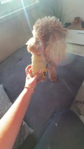 The video shows a person teasing a small, apricot-colored poodle with a plush toy. The dog is standing on a gray sectional couch indoors, where sunlight is streaming in from a nearby window.  The person holding the toy has tan skin and is wearing a gold bracelet.  The couch has a textured throw pillow to the left, and a portion of another pillow with a geometric pattern is visible on the right. In the background, there is a cabinet with a small decorative plant on top.
