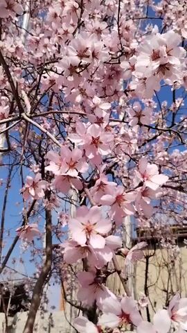 A video shows a tree full of light pink flowers in bloom. The sky is blue and can be seen in patches through the branches. The branches are mostly bare except for the flowers. In the background are some buildings and a utility pole. The camera seems to be moving slightly.