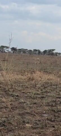 The scene is a wide, open, dry grassland. A cheetah walks to the left, away from the camera, then stops and looks around. There are scattered low trees in the background. The sky is overcast. Tall, dry grass and short green vegetation are in the foreground.