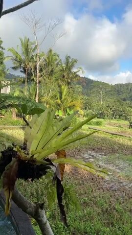 The video opens with a close-up shot of a large, vibrant green fern plant in the foreground. The fern is attached to a rough wooden surface, possibly a railing or a tree branch, with some dry, brown leaves also visible. Beyond the fern, the scene opens up to a breathtaking panoramic view of a lush, green landscape. In the mid-ground, there are terraced rice paddies, some of which appear to be partially flooded, with rows of young rice plants emerging. In the distance, rolling hills covered in dense tropical vegetation rise up, dotted with palm trees. A few small, rustic buildings, possibly huts or sheds, are visible within the rice paddies, and some larger structures with rooftops can be seen nestled amongst the trees on the hillside. The sky above is a clear blue, adorned with fluffy white clouds that cast soft shadows on the landscape. The overall impression is one of tranquility and natural beauty, likely capturing a rural or agricultural setting in a tropical region.
