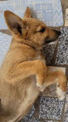 Puppy and portrait documented in Makurdi, Nigeria morning session