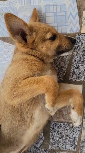 Puppy and portrait documented in Makurdi, Nigeria morning session