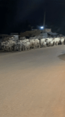 Man walks cattle through Bukuru streets at night