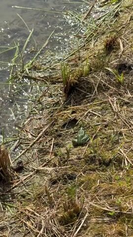 The video shows a green frog sitting on the muddy bank of a body of water. Sunlight reflects off the water's surface. The frog then leaps into the water, creating ripples. The video is shot from a close-up perspective.