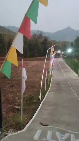 The video captures a roadside scene with flags and lights, likely in a rural or semi-rural area. The viewpoint is from ground level, looking down a paved road that curves slightly to the right and recedes into the distance. On the left side of the road, there is a patch of dry, brown earth, possibly farmland or undeveloped land. Several flags are planted in this area, including a prominent one on a bamboo pole in the foreground, displaying green, red, white, and yellow triangles. Further down the road, on the right side, a line of small flags and lights are strung along a white pole or border. These flags appear to be predominantly red and white, similar to the Indonesian flag. The road itself is gray asphalt with a white dashed line marking the center. In the background, there are trees and rolling hills or mountains under a hazy, overcast sky, suggesting it might be dawn or dusk. The lighting is dim, with artificial lights from the strung flags and distant lamps illuminating the scene. There are no people visible in the video. The overall atmosphere is festive due to the decorations, but also quiet and somewhat desolate due to the lack of human presence and the muted natural light.