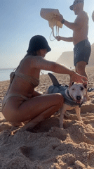 Dog in shark-fin life jacket plays at Indonesian beach