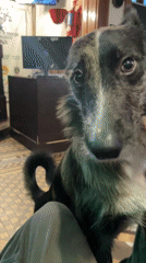 Tattooed man pets dog before it jumps away in Buenos Aires