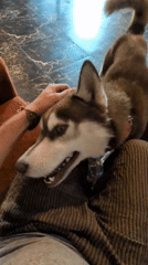 Husky and German Shepherd compete for pets in Chhaki