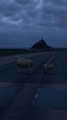 Sheep flock spotted on rural roads near Mont Saint-Michel