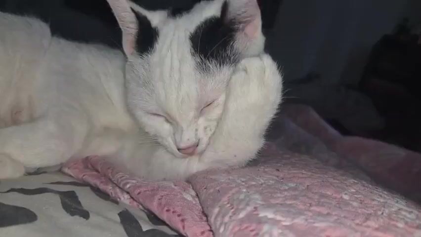 A white cat with black markings is lying down and licking its paw. The cat's eyes are mostly closed, and its tongue is extended. The cat is lying on a pink and white patterned blanket. The background is dark and out of focus, suggesting an indoor environment.
