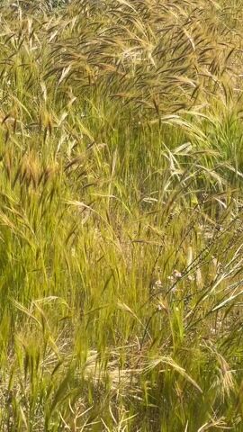 The camera is static, showing a field of tall, green and brown grasses swaying in the wind. A few small, pink flowers are visible amidst the grasses. In the background, some green vegetation and a small hill can be seen under a bright sky. The overall scene appears to be a sunny day in a grassy field.