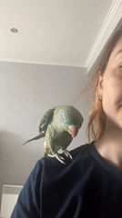 Person interacts with green parrot in cage and shoulder sessions