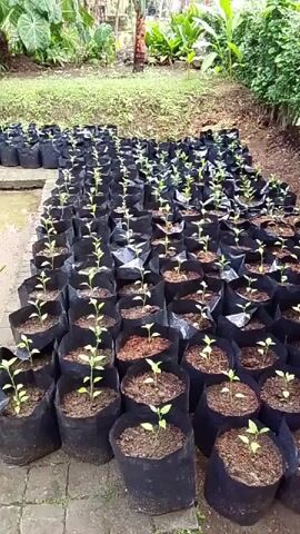 The video shows a large number of small plants in black plastic bags, arranged in rows on a paved surface. The plants are young seedlings with a few leaves each. They appear to be outdoors in a garden or nursery setting, with lush green foliage and trees visible in the background. The lighting suggests it is daytime. The camera is positioned at an angle, looking down at the rows of plants. There are no people or animals visible in the video. The overall impression is one of organized cultivation.