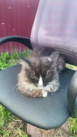 The video shows a black and white cat sleeping on a black office chair outdoors. The cat is in the center of the frame, with its eyes closed and paws tucked underneath it. The chair is placed on grass, with a red wooden fence visible in the background. The lighting suggests it is daytime and sunny. The audio includes a person speaking in Russian.