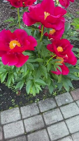 The video shows a close-up of several bright pink peonies in bloom. The camera pans across the flowers, focusing on their petals and yellow centers. The peonies are surrounded by lush green foliage. In the foreground, a portion of a paved walkway made of rectangular stones is visible. The background is blurred, but appears to be soil and wood chips. The lighting suggests it is daytime, possibly late afternoon or early morning due to the soft shadows.