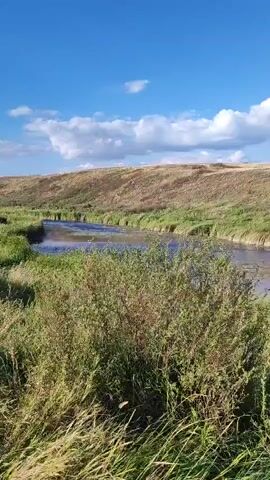 A video captures a flowing river bordered by lush green grass and reeds. Rolling hills covered in dry grass form the background, beneath a clear blue sky dotted with fluffy white clouds. The scene is tranquil and evokes a sense of natural beauty.