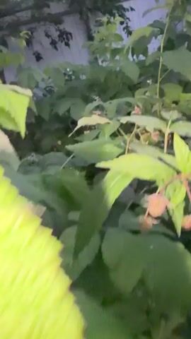 A close-up video pans across a dense patch of raspberry bushes. The leaves are a vibrant green, and some of the bushes are laden with small red raspberries, a few of which appear to be ripe. The lighting suggests it is either dawn or dusk, casting a soft glow on the foliage. There are no people or animals visible in the footage. The video is shaky, indicating it was likely filmed by hand.