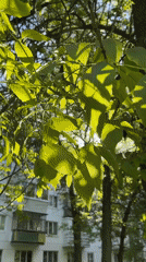 Early morning outdoor moments captured in Chaikovsky, Russia