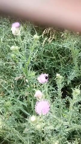 A black beetle with a segmented body is visible on a pink thistle flower. The thistle plant has spiky green leaves and stem. The video is shot from above, focusing on the flower and beetle.