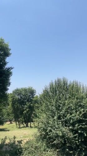 Witness captures video of trees, open field in Fatehpur