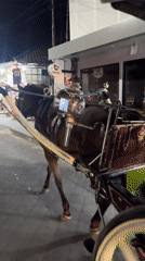 Horse-drawn carriage spotted on Kuta street in daylight
