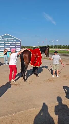 In an outdoor, paved area under a clear blue sky, a dark-colored horse is standing facing right. A large red blanket with gold trim and Cyrillic writing is draped over the horse's back and hindquarters. Two individuals, one in red pants and a white shirt and another in a gray shirt and camouflage shorts, are holding the blanket on either side of the horse, appearing to adjust it. The person in red pants is to the horse's left, and the person in gray is to the horse's right. The person on the right holds a red lead rope. To the left of the horse, a person in a white shirt and jeans holds a phone up, seemingly taking a picture or video. Behind them, a person in a pink hat and white shirt also holds a phone. In the background, a white and blue banner with Cyrillic text is visible. Several flags on poles are also in the distance. Shadows of people are visible on the ground in the foreground. The overall scene suggests an awards ceremony or presentation for the horse.