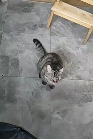 A tabby cat sits on a gray tiled floor, looking upwards. A wooden stool is visible in the upper right corner of the frame. The camera pans to the right, blurring the image, and then shows a close-up of a seagull with white and gray feathers perched on a wooden windowsill. The seagull has bright blue eyes and a yellow beak, and is looking to the left. Behind the seagull, an apartment building and some trees are visible through a window.