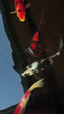 The video shows a close-up aerial view of several koi fish swimming in dark water. The fish are of various colors and patterns, including red, white, black, and yellow. Some of the fish are seen from the side, while others are viewed from above. The water appears still, with reflections of the fish and the sky visible on the surface. There are also a few small bubbles in the water. The overall impression is one of peaceful movement and vibrant colors in a serene aquatic environment.
