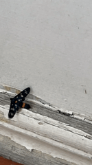 Black moth with bold markings rests on weathered white surface