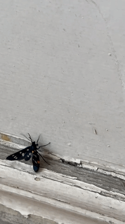 Black moth with bold markings rests on weathered white surface