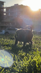 Dog walks in park during golden hour in Badalona