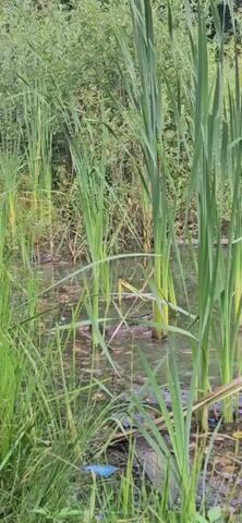 The video shows a close-up view of a pond or wetland area. Tall, green reeds and other aquatic plants dominate the foreground and midground, obscuring much of the water's surface. The water is murky and appears to have fallen debris or plant matter floating on it. In the background, there is dense vegetation, possibly trees or bushes. The lighting suggests it is daytime, likely outdoors. There are no visible people or animals in the frame. The camera is stationary.