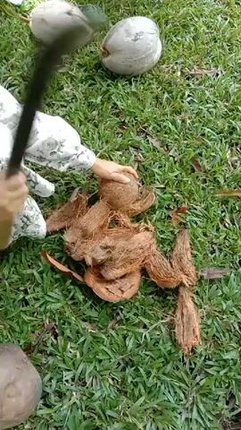 Here is a description of the video:

A person is removing the husk from a coconut on a grassy lawn. Three whole coconuts are present; one is on the ground at the bottom left of the frame and two are visible in the upper part of the frame. The person is using a large knife, or machete, to separate the husk. Several pieces of husk are strewn around the coconut being husked. The person is wearing a light-colored blouse with a dark floral pattern. The grass is green and short.