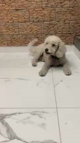 A small white poodle is lying on a white marble floor. The dog is wearing a purple collar.  Behind the dog is a wall with faux stone bricks.  A person is speaking in the background.  The dog is looking towards the speaker, then turns its head to look at the camera.