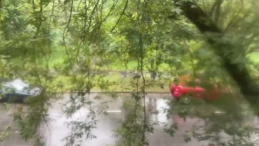 The video shows a view through wet branches and leaves, likely from a window, looking out onto a street. It is raining, and the street surface is wet and reflective. Two cars are visible parked on the street. One is a dark-colored car on the left, and the other is a red car on the right, further down the street. The foliage obscures some of the view, creating a blurred effect. The overall atmosphere suggests a rainy, overcast day.