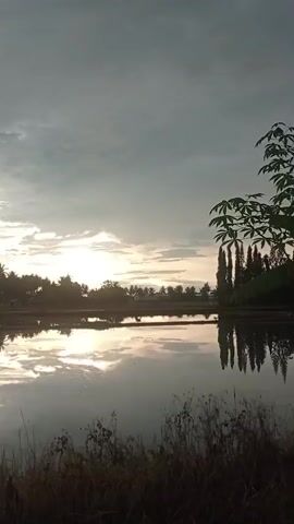 The video shows a body of water reflecting the sky. The sky is partly cloudy with the sun visible through a break in the clouds. Trees and other foliage are visible on the horizon, silhouetted against the sky. The foreground consists of dry grass and other vegetation. The overall impression is of a serene natural landscape.