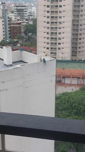 Caracas resident encounters colorful macaw on apartment balcony