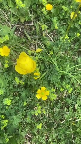 The video opens with a close-up of yellow wildflowers and green grass. The camera then pans out to reveal a person walking on a dirt path in a mountainous landscape. The path is lined with more yellow wildflowers and green grass. In the background, there are steep, rocky mountains and a valley below. The sky is cloudy with patches of blue. Several other people can be seen walking further down the path. The camera then continues to pan out, showing a wider view of the valley and the mountains. A person is seen standing on a grassy slope, looking out at the view. The video ends with a broad panorama of the mountainous landscape, with clouds casting shadows on the terrain.