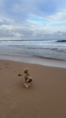 Small dog walks on Bulli beach with cargo ship backdrop