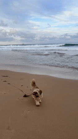 Small dog walks on Bulli beach with cargo ship backdrop