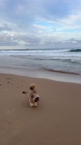 Small dog walks on Bulli beach with cargo ship backdrop