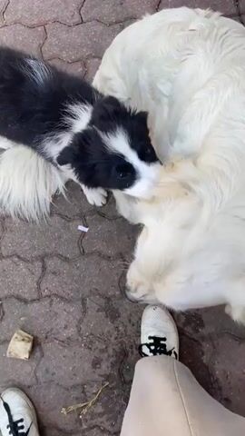 The media file shows two dogs interacting on a paved outdoor surface, likely a patio or sidewalk. One dog is a large, fluffy white dog, possibly a Golden Retriever or similar breed, lying down. The other is a smaller black and white dog, possibly a Border Collie puppy, standing over the larger dog.

The activity appears to be playful interaction. The smaller dog is nudging or licking the larger dog's head and neck. The larger dog is looking towards the camera with its mouth slightly open and tongue visible, suggesting it might be panting or playfully interacting as well. The scene is outdoors, and the lighting suggests it is daytime. The paved surface is made of interlocking brick-like stones. In the background, there are hints of outdoor furniture, including a metal table and a chair. A person's lower leg, wearing a white sneaker with black laces and a logo, is visible in the bottom right corner, indicating they are filming or observing the dogs. There are a few small pieces of debris on the ground, including what looks like a cigarette butt and a small piece of paper or wrapper. No text is visible in the media file. The setting appears to be a casual outdoor area, and the interaction between the dogs seems friendly and relaxed.