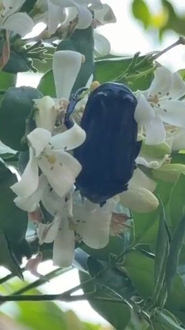 A close-up shot shows a large, black beetle nestled among a cluster of small, white flowers on a green plant. The beetle is the dominant subject, taking up a significant portion of the frame. Its dark body contrasts starkly with the surrounding white petals. The flowers are densely packed together, creating a backdrop for the beetle. Green leaves are visible around the flowers. The lighting is bright, illuminating the details of the beetle and the flowers. The background is blurred.