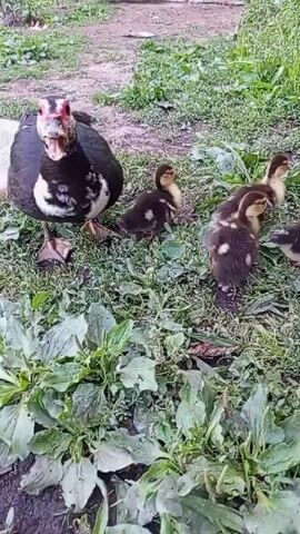 The video shows a mother duck with its ducklings in an outdoor environment with grass and dirt. The mother duck, which is black and white with red markings around its eyes and beak, is walking and interacting with the ducklings, which are small and brown with white spots. The ducklings are following the mother duck. The environment appears to be a farm or backyard with a wooden fence in the background. The lighting suggests it is daytime.