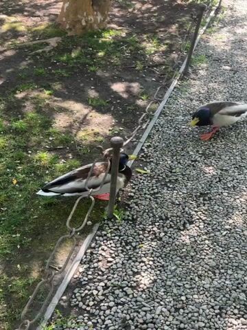 Two mallard ducks are visible in a sunny outdoor setting. The scene features a gravel path on the right and a grassy area with some exposed earth on the left, separated by a low, rustic chain fence. A tree trunk is partially visible in the background on the grassy side.

At the beginning of the video, one duck is on the gravel path, pecking at the ground. The other duck is on the grass, also appearing to forage. Both ducks have characteristic iridescent green heads, white neck rings, brown chests, gray bodies, and orange webbed feet.

As the video progresses, the duck on the gravel path moves to the grassy area, joining the other duck. They both continue to peck at the grass, presumably looking for food. The sunlight casts shadows from the fence and the ducks themselves, indicating a bright day. The ducks appear calm and undisturbed as they forage. No text is visible in the video.