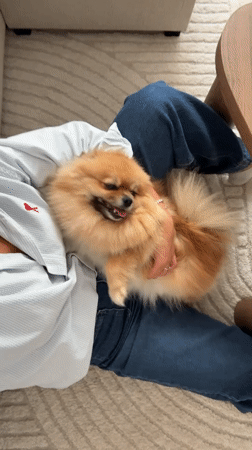 Woman holds Pomeranian dog on couch in Cannes