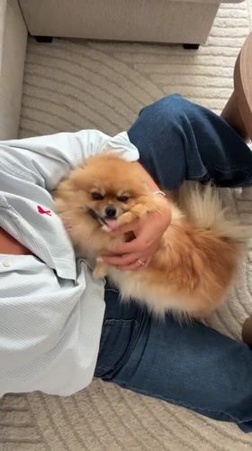 Woman holds Pomeranian dog on couch in Cannes