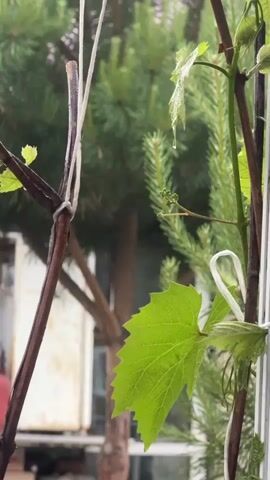 A close-up video shows a young grape vine with new leaves and tendrils. The vine is supported by thin white twine tied around its woody stems. In the background, a pine tree with green needles is visible, and beyond that, a building appears to be under construction with white sheeting and scaffolding. The scene is likely outdoors, and there may be light rain or mist, as evidenced by water droplets on the leaves and a generally damp appearance to the foliage. The lighting is soft and diffused, suggesting an overcast day.